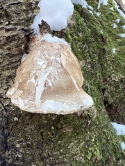 Fomitopsis betulina