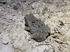Rhinella marina