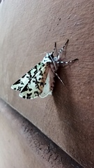 Leucolithodes paulina