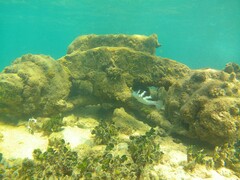 Canthigaster coronata