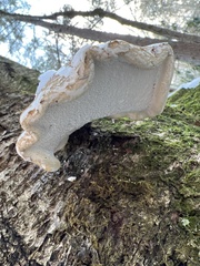 Fomitopsis betulina
