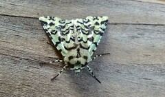 Leucolithodes paulina