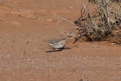 Artemisiospiza nevadensis
