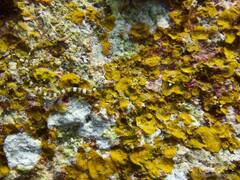 Corythoichthys amplexus