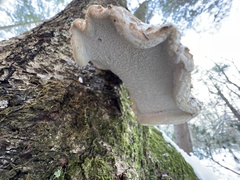 Fomitopsis betulina