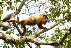 Alouatta macconnelli