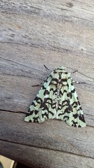 Leucolithodes paulina