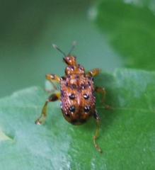 Agomadaranus pardaloides