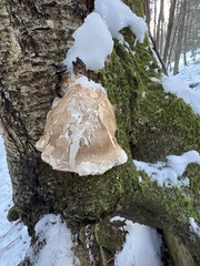 Fomitopsis betulina