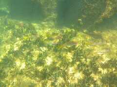 Mulloidichthys vanicolensis