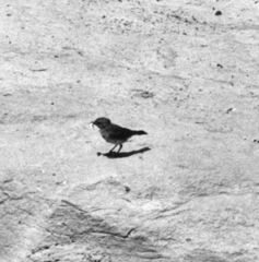 Oenanthe lugentoides