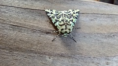 Leucolithodes paulina