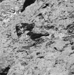 Oenanthe lugentoides