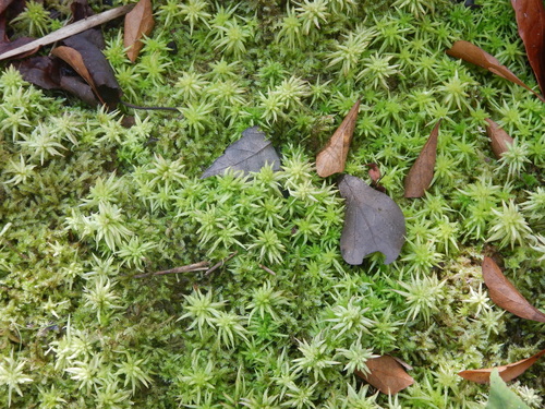 Image of Sphagnum carolinianum by (c) Ryan Watson, some rights reserved (CC BY)