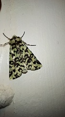 Leucolithodes paulina