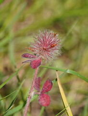 Trifolium hirtum