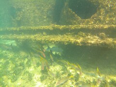 Kyphosus cinerascens