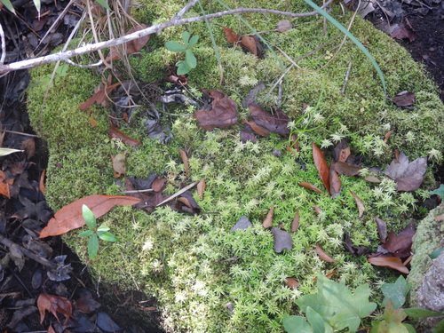 Image of Carolina Sphagnum (Sphagnum carolinianum) by (c) Ryan Watson, some rights reserved (CC BY)