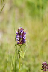 Prunella vulgaris