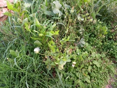 Urospermum picroides