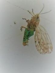 Acizzia albizziae