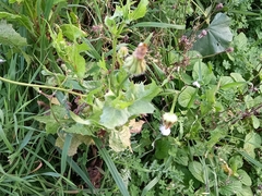 Urospermum picroides