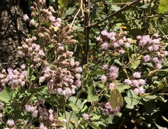Ageratina deltoidea