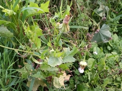 Urospermum picroides