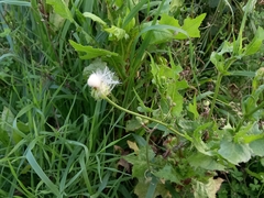 Urospermum picroides