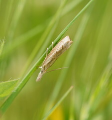 Culladia cuneiferellus