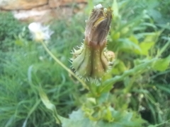 Urospermum picroides