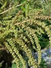 Amaranthus