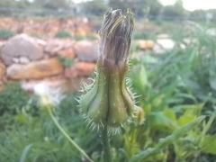 Urospermum picroides