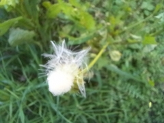 Urospermum picroides