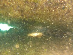 Panulirus marginatus