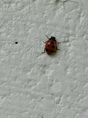 Coccinella undecimpunctata