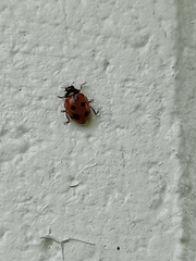 Coccinella undecimpunctata