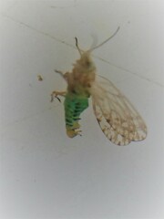 Acizzia albizziae