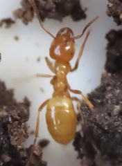 Acanthomyops
