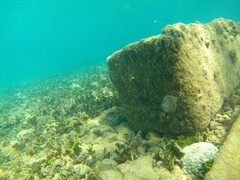 Plectroglyphidodon marginatus