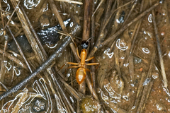 Camponotus nigriceps