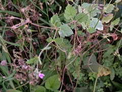 Erodium malacoides