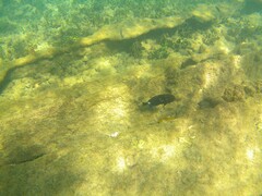 Acanthurus leucopareius