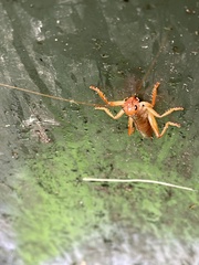 Gryllacrididae