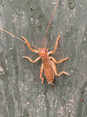 Gryllacrididae
