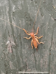 Gryllacrididae