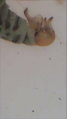 Acizzia albizziae