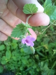 Erodium malacoides