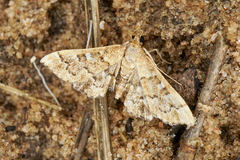 Nacoleia