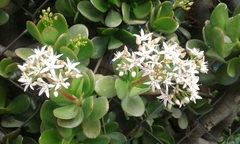 Crassula ovata